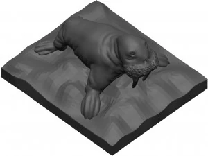 Walrus 3D Model