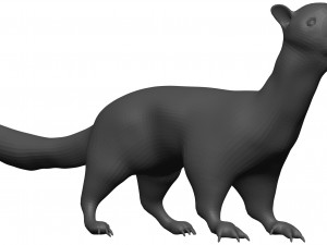 Weasle 3D Model