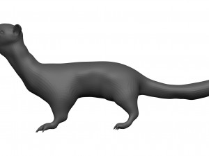 Weasle 3D 模型