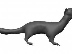 Weasle 3D 模型