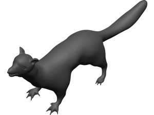 Weasle 3D 模型