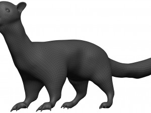 Weasle 3D 模型