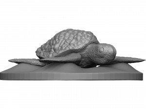 Sea turtle 3D Print Model
