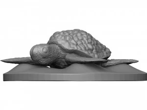 Tortue de mer Modèles 3D en vedette