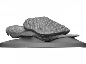 Tortue de mer Modèles 3D en vedette