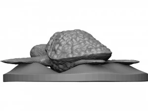 Tortue de mer Modèles 3D en vedette