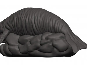 Manatee 3D Print Model