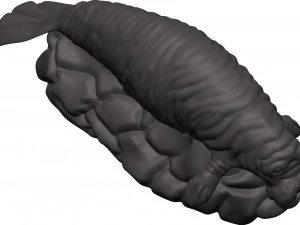 Manatee 3D Print Model