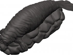 Manatee 3D Print Model