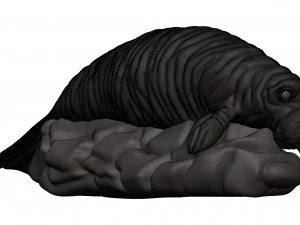 Manatee 3D Print Model