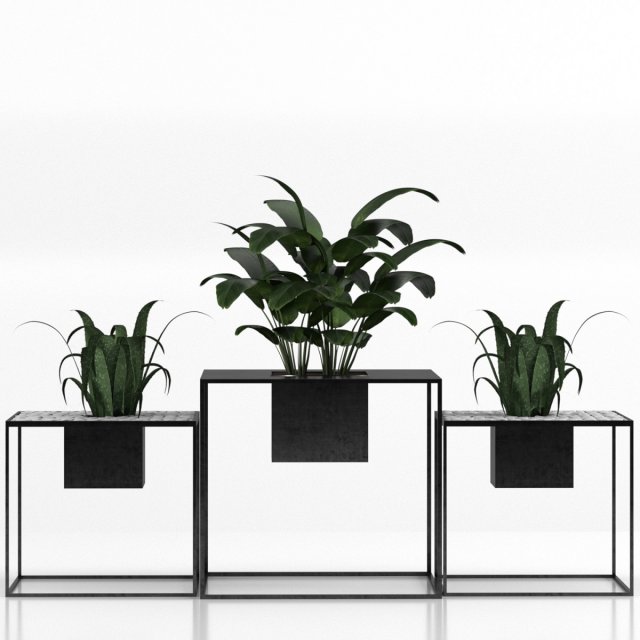 indoor plants 3D Model .c4d .max .obj .3ds .fbx .stl .blend
