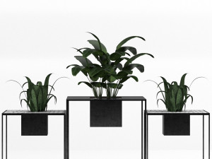 indoor plants Modèle 3D