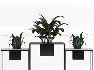 piante da interno Modello 3D