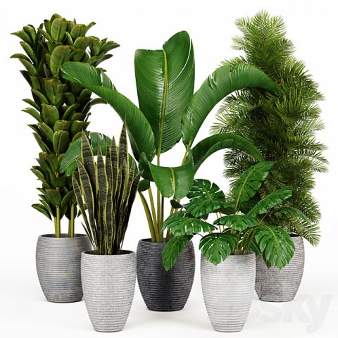 Indoor Plants Collection 2 3D Model .c4d .max .obj .3ds .fbx .stl .blend 