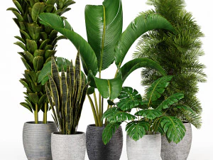 실내 식물 컬렉션 2 3D 모델