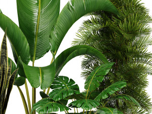 Indoor Plants Collection 2 3D Model
