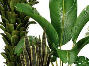 Indoor Plants Collection 2 3D Model