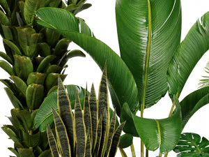 Indoor Plants Collection 2 3D Model
