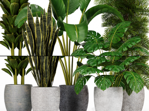 Indoor Plants Collection 2 3D Model
