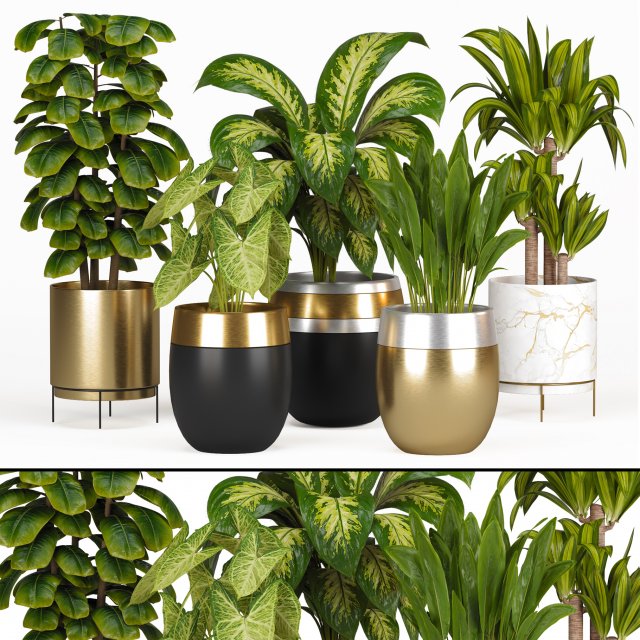 Indoor Plants Collection 3 3D-Modell .c4d .max .obj .3ds .fbx .stl .blend 