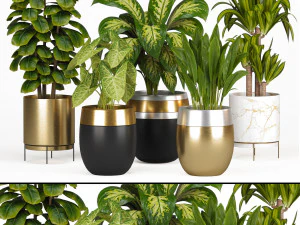 Indoor Plants Collection 3 3D Model
