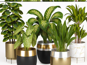 Indoor Plants Collection 3 3D Model