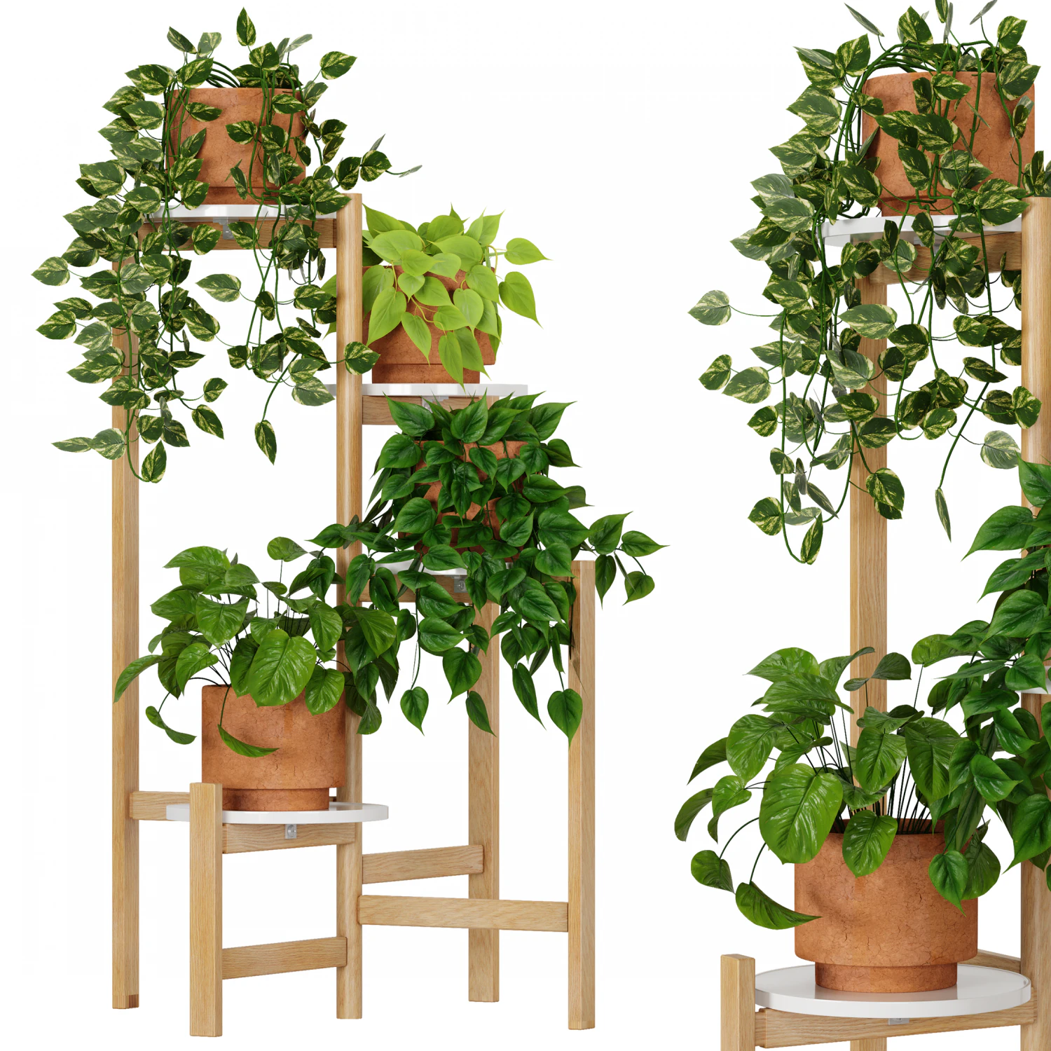 Indoor Plants Collection 5 3D Model .c4d .max .obj .3ds .fbx .stl .blend 