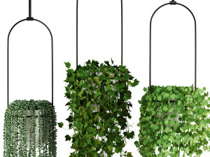 Indoor Plants Collection 6 3D-Modell