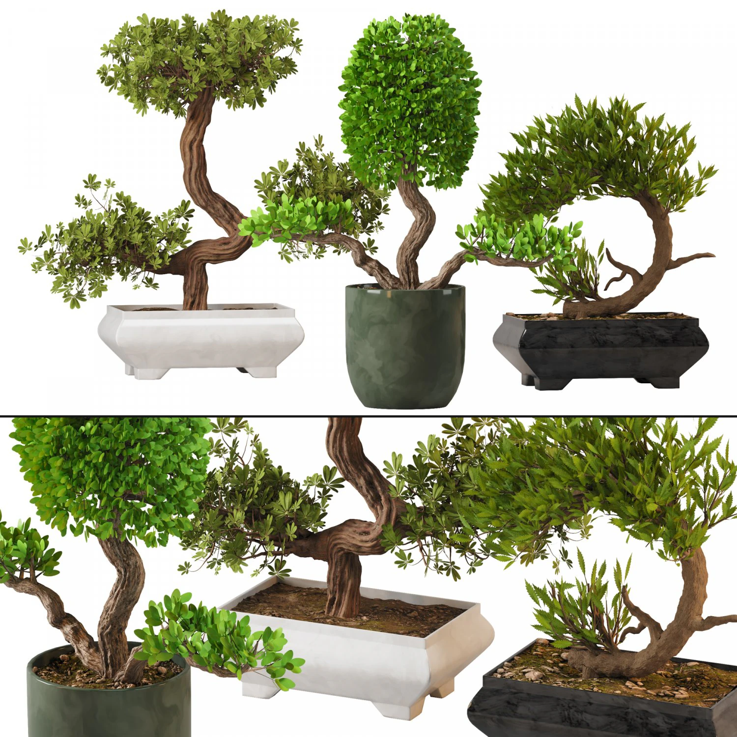 Bonsai Collection 3D Model .c4d .max .obj .3ds .fbx .stl .blend 