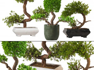 Cole&ccedil;&atilde;o Bonsai Modelo 3D