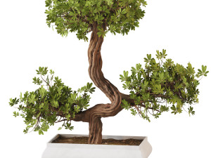Bonsai Collection Model 3D
