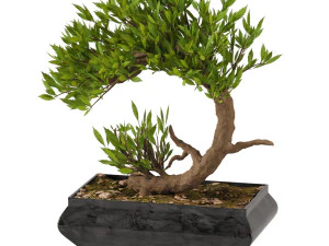 Bonsai Collection 3D Model