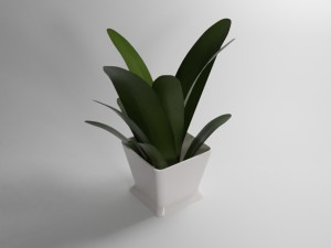 small plant Modelo 3D