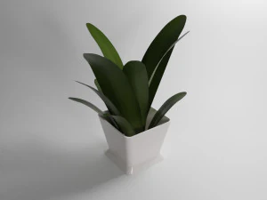 kleine Pflanze 3D Modell