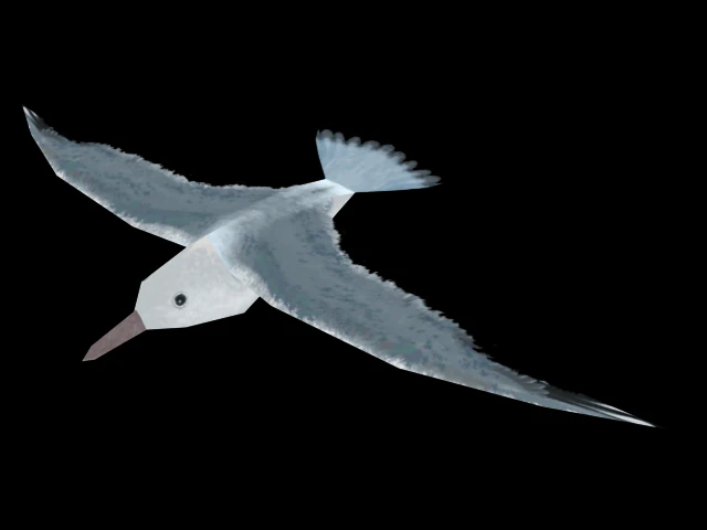 seagull 3D Model .c4d .max .obj .3ds .fbx .stl .blend 
