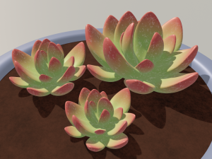 succulent 3D Модель