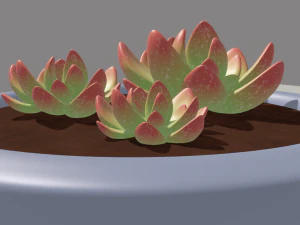 succulent 3D Model