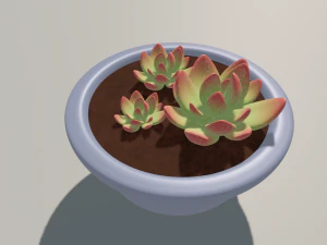 succulent 3D Model