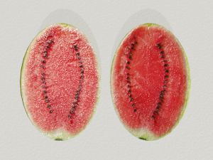realistic watermelon 3D Model