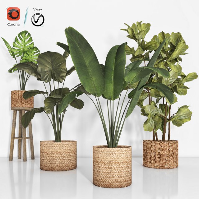 indoor plant 103 3D Model .c4d .max .obj .3ds .fbx .stl .blend 
