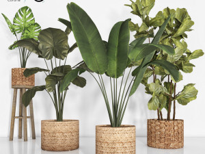 indoor plant 103 3D Model