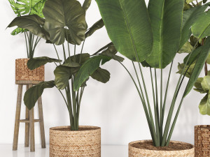 indoor plant 103 3D Model