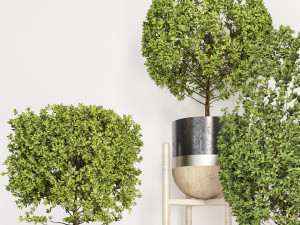 indoor plant 101 Modelo 3D