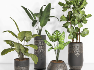 indoor plant 104 3D Model