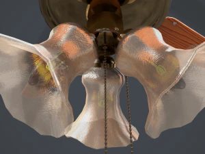 ceiling fan light 3D Model