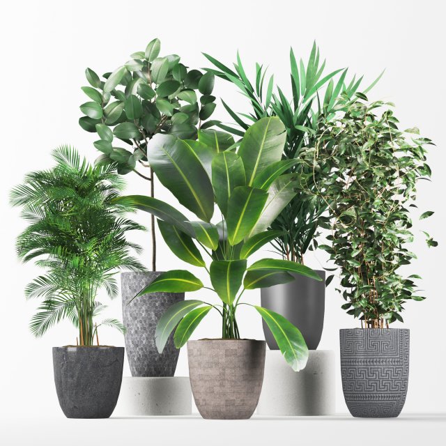 plant collection01 Modello 3D .c4d .max .obj .3ds .fbx .stl .blend 