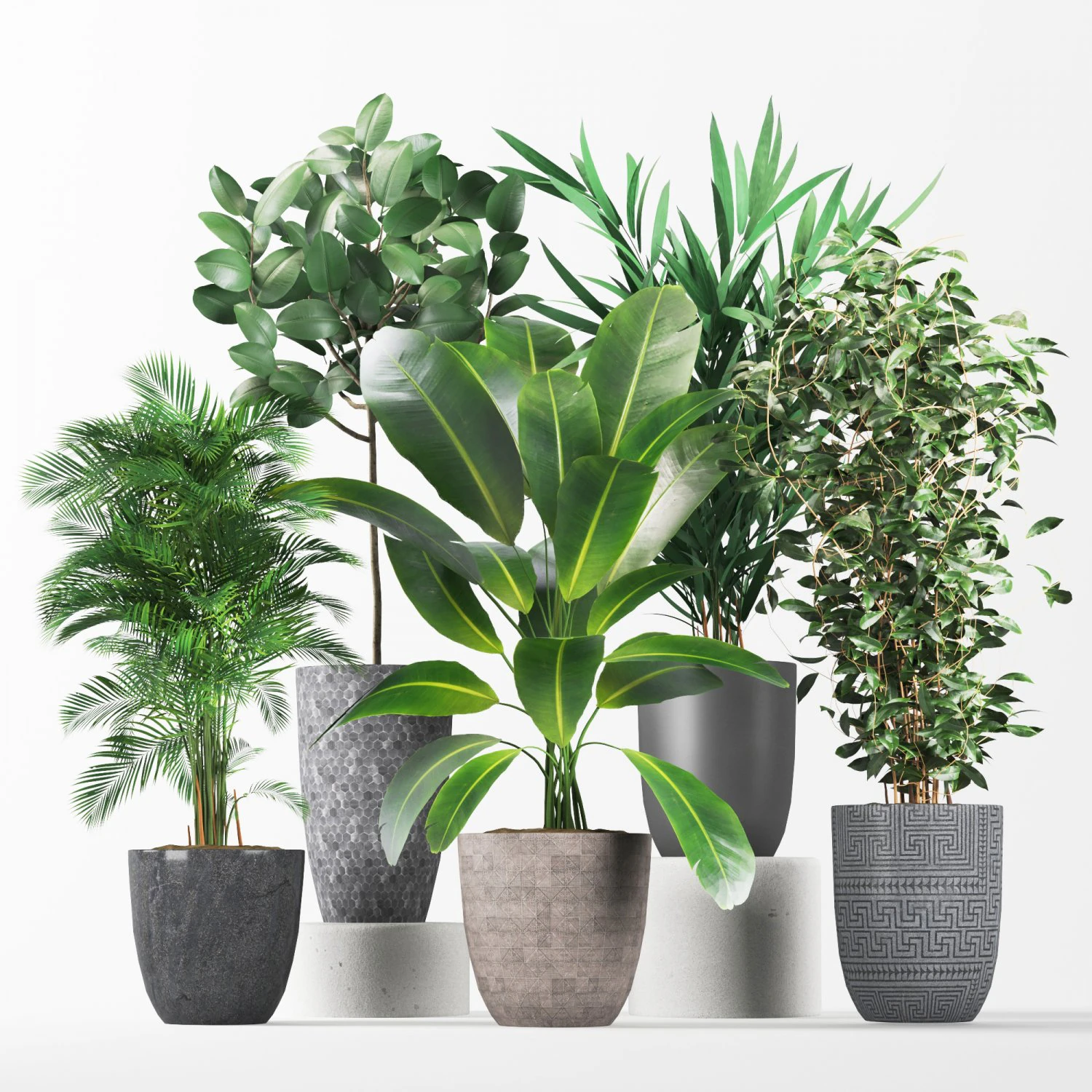 plant collection01 3D Model .c4d .max .obj .3ds .fbx .stl .blend