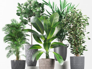 plant collection01 Modello 3D