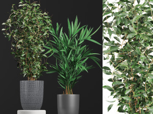 plant collection01 Modello 3D