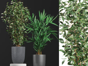 plant collection01 3D Model
